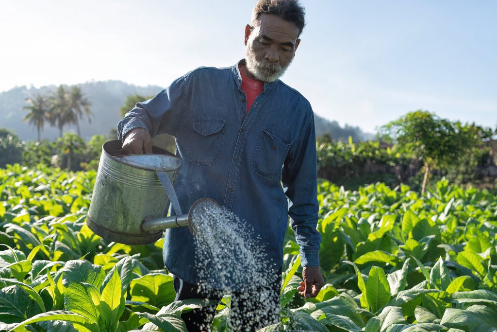 apoyos productivos del programa Cosechando Soberanía