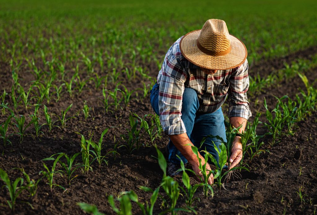 Agricultura de pequeña escala en Cosechando Soberanía